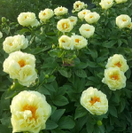Pion-Lemon-Chiffon