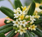 Pittosporum-tobira_2