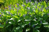 Pontederia-cordata-03
