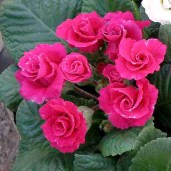 Primula-Scarlet-Parade