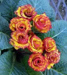 Primula-Sun-Parade