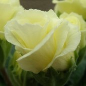 Primula_Butter_Parade_large