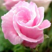 Primula_Sorbert_Parade_4_large