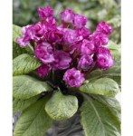 Primula_Sweet_
