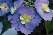 Proven-Winners¬-Hydrangea-serr.-MAK-20-Flair-Flavours¬-Blueberry-Cheesecake-flower-768x512