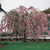 Prunus-Cheals-Weeping-blossom_01