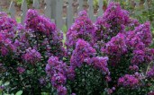 Purple-Magic-Crape-Myrtle-600x375