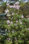 RHS_WSYD0011299_8244