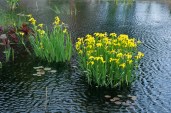 RUNNERS-UP_LANDSCAPE_I.Pseudacorus_Denver_Botanic_Garden_Lowell_Baumunk_Littleton_CO