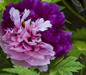 Rare-New-Za-Gu-Pink-font-b-Purple-b-font-Peony-font-b-Tree-b-font