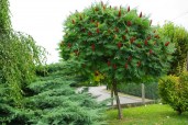 Rhus-typhina