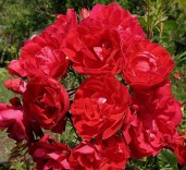 Rosa-Adelaide-Hoodless-–-Роза-Аделаида-Худлесс1