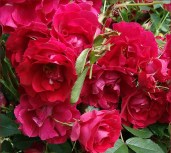 Rosa-Adelaide-Hoodless-–-Роза-Аделаида-Худлесс2