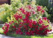 Rosa-Adelaide-Hoodless-–-Роза-Аделаида-Худлесс