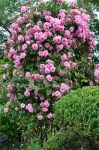 Rosa-John-Davis-11