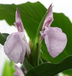 Roscoea-purpurea-Twin-Towers-800px-510x534