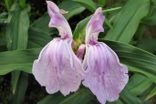 Roscoea_purpurea_Vincent_1_nbrcg_2x3_1024x1024