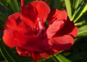 Rubis