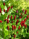 SANGUISORBA-OFFICINALIS-ARNHEM-SMALL-