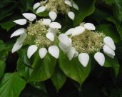 Schizophragma72