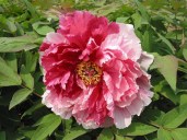 Sell_tree_peony_Hua_Er