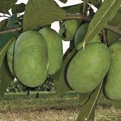 Shenandoah-Pawpaw-Tree