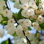 Silverbell_Halesia_tetraptera_Flowers3