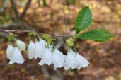 Silverbell_Halesia_tetraptera_Flowers