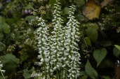 Spiranthes_odorata_Chadds_Ford_3