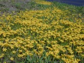 Starr_021019-0007_Zephyranthes_citrina