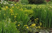 Staudengarten_Juni_Sumpfiris