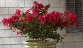 StrawberryDazzle_Crapemyrtle_2_708_415_80_c1_l_t