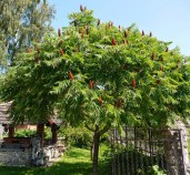 Sumah-olenerogij-ili-Pushistyj-Uksusnoe-derevo