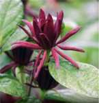 Sweetshrub_2-929