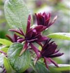Sweetshrub_4-929