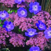 The-Geranium-Rozanne-Shade-Question