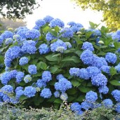The_Original_Endless_Summer_Hydrangea_Shrub_with_Blue_Flowers__23001.1498935128-Cropped-compressor__88657