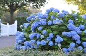 The_Original_Endless_Summer_Hydrangea_Shrub_with_Blue_Flowers__23001