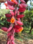 Thunbergia_coccinea_-_Scarlet_Clock_Vine_03