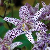 Tricyrtis-Empress-8797699833886