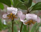 Trillium_catesbaei6_JL