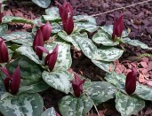 Trillium_decumbens1