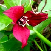 Trillium_erectum_01