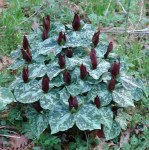 Trilliumcuneatum7