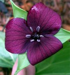 TrilliumvaseyiiCottageLakeGardens