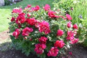 Unique-Plant-7