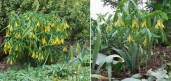 Uvularia-grandiflora