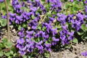 Viola_odorata_5-1024x683