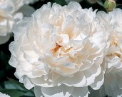 WHITE__WICKER-1809