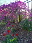 Weeping+redbus+and+tulips